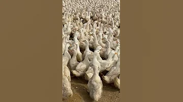 بط فرنساوي تسمين وزن 4كيلو البطه ب100جنيه 