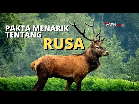 Video: Apa yang disebut rusa?