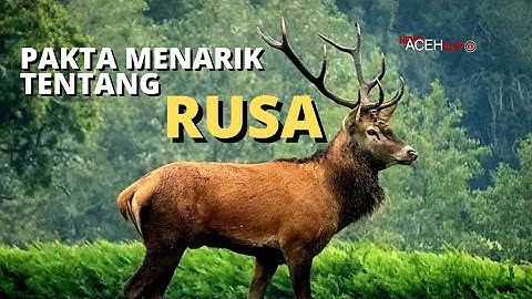 Fakta Menarik Tentang Rusa