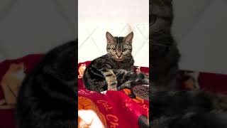 お布団をひたすらフミフミする猫#shorts