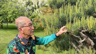 How To Deal With Pine Candles