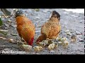 Aves del campo, Aves hermosas.