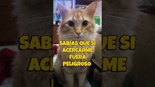 Ignoraía la precaución 😾
