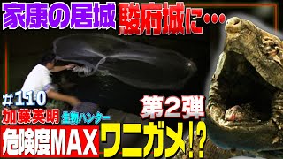 【危険度MAXカメの王者】第2弾!徳川家康最後の居城・駿府城にワニガメが!?お堀に大量ワナ捕獲作戦!≫生物ハンター加藤英明・Japan wild hunter