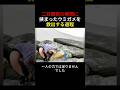 二日間岩の隙間に挟まったウミガメを救出する過程