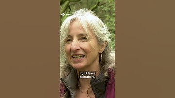 Get involved in the Great Scottish Squirrel Survey to help the native reds