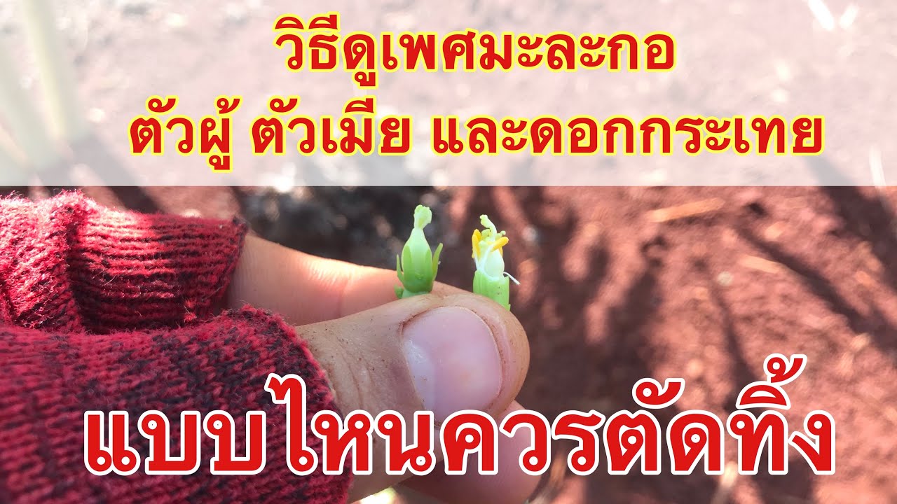 Ep.3 วิธีดู #ดอกมะละกอตัวผู้ ดอกตัวเมีย และดอกกระเทย