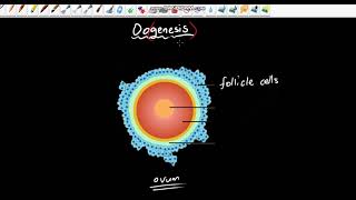 HUMAN REPRODUCTIVE SYSTEM [ FEMALE ] [ ISIZULU ]
