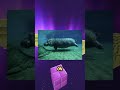 🦛 The Secret Life of Underwater "Galloping" #hippo #animalfacts #animals #naturefacts #nature #facts