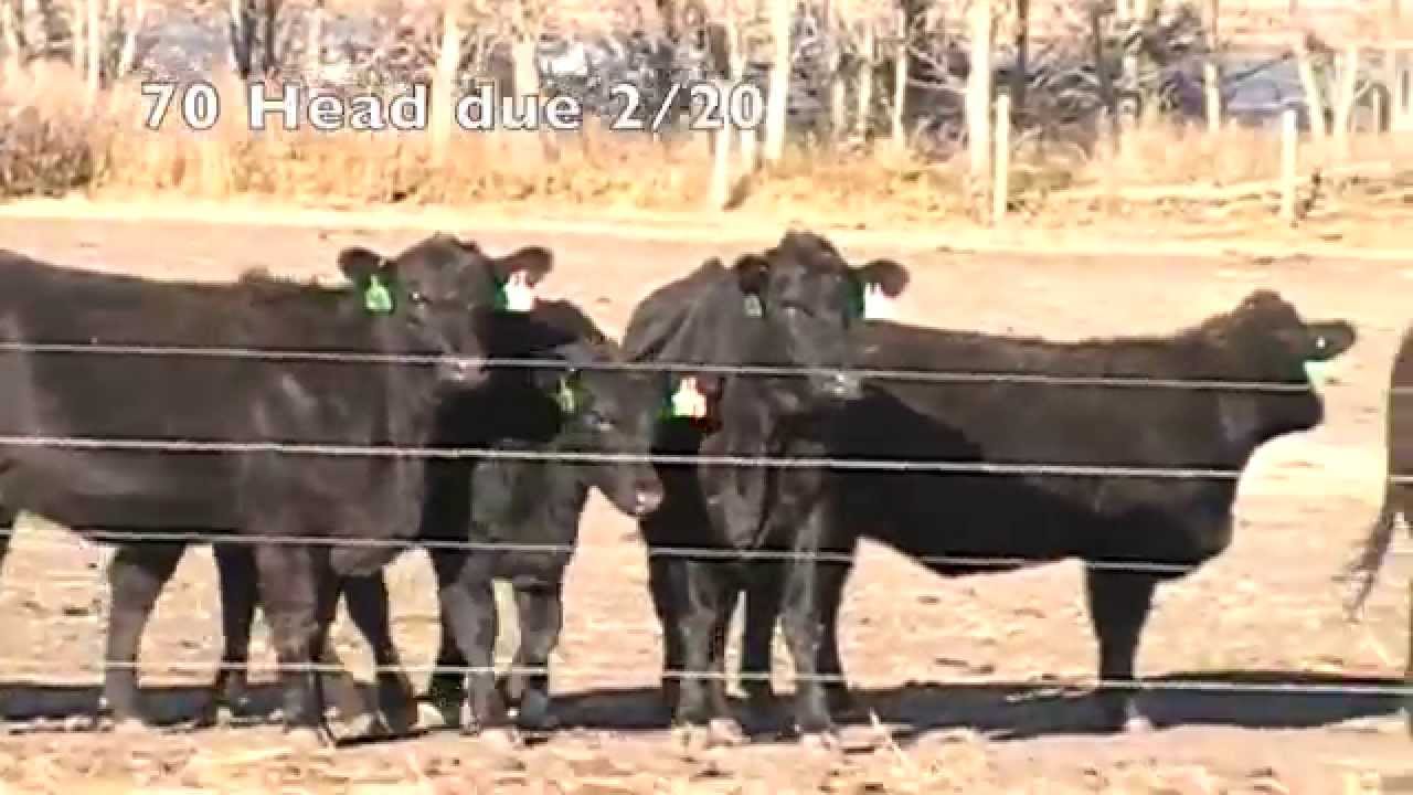 Ulmer Land & Cattle Black Heifers YouTube