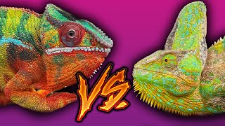 Which chameleon is best? | The differences between veiled and panther chameleons by Neptune the Chameleon 3,567 views 6 months ago 9 minutes