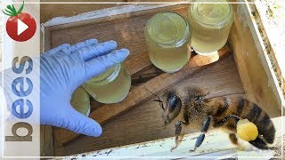 EASY BEE FEEDER - How to make with Recycled Jars