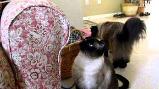 Kitties Playing Hide and Seek with Toy by Silver Cross Fox 305 views 12 years ago 4 minutes, 8 seconds