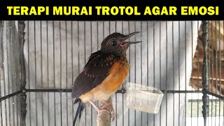Suara murai trotol belajar bunyi ngriwik ‼️ Pancingan JITU agar murae anakan cepat emosi & GACOR lot