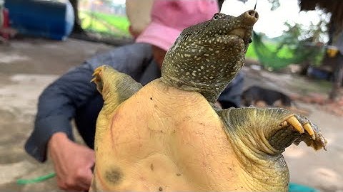 Bẫy Cá Nhà Hoang Bí ẩn 12 Cữa Ngục Hốt Hàng Vip