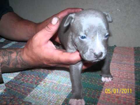 blue razor edge puppies
