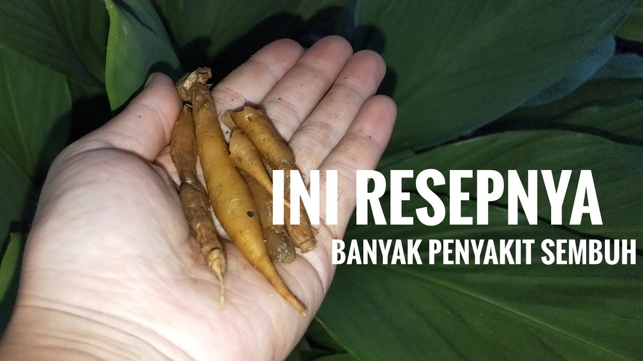 MANFAAT MENAKJUBKAN TANAMAN TEMU KUNCI UNTUK KESEHATAN TUBUH YouTube