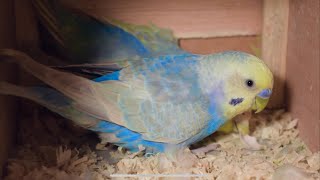 Rainbow Budgies and Babies by Budgie Breeder1 5,301 views 2 years ago 11 minutes, 10 seconds