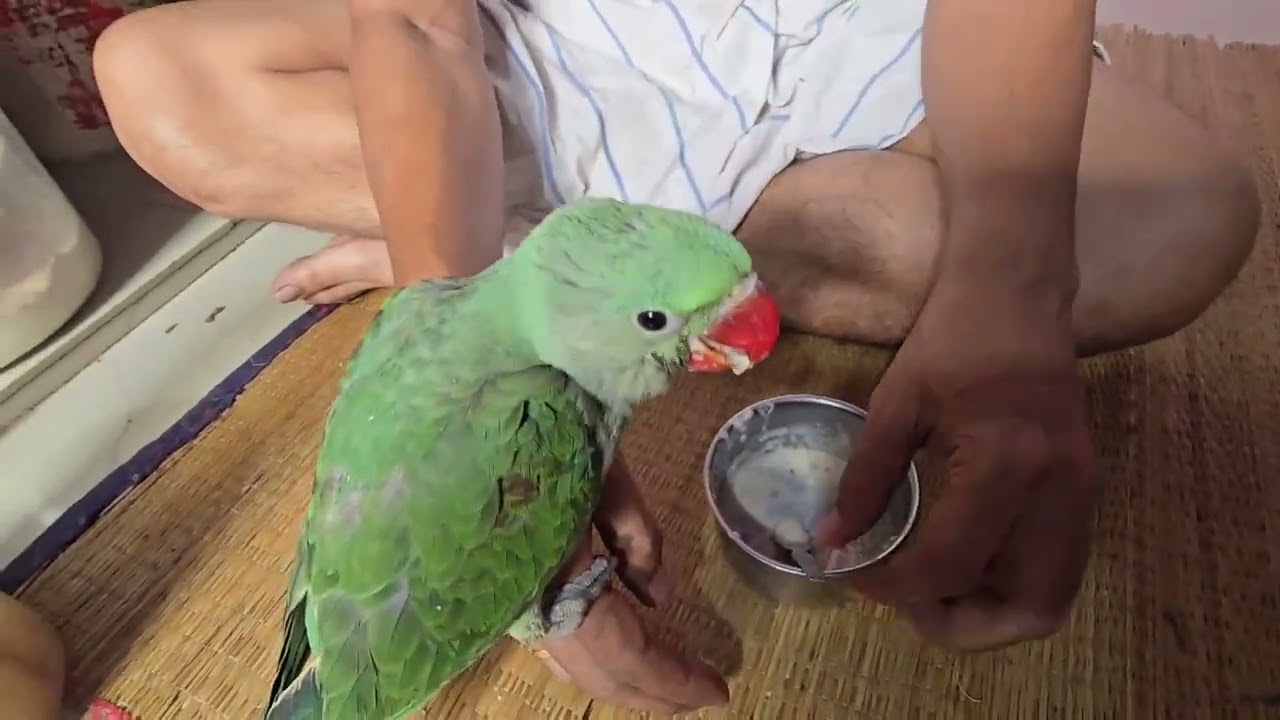 কুকি সেরেলাক্স খেতে খুব পছন্দ করছে || #dalyblog #petlover #parrot 