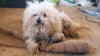 Abandoned dog who desperately needed me by Groom House 20,015 views 5 days ago 16 minutes