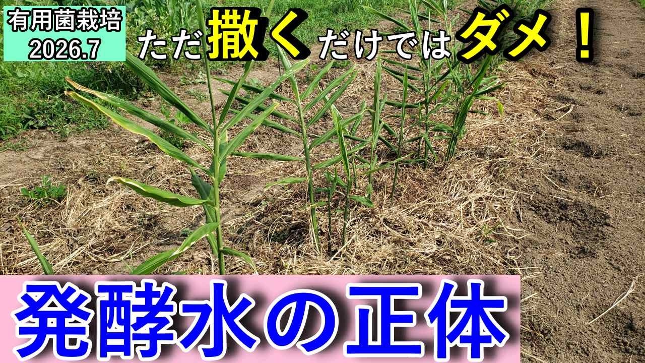 【有用菌栽培】撒くだけではダメ！発酵水の正体と使い方を理解しよう