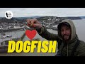 Huge dogfish shark uk beach fishing wayne hand bristol channel 4k drone fishing sea