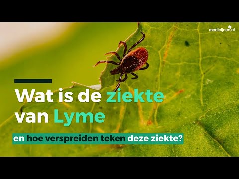 Wat is de ziekte van Lyme en hoe verspreiden teken deze ziekte?