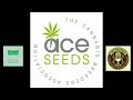 Episode 56 ft dubi of ace seeds  220621  the pot cast