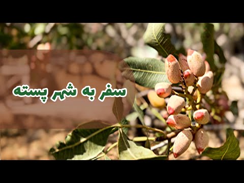 سفر به شهر پسته سفر خانوادگی ما به شهر اجدادیمون دامغان و روستای زرگرآباد