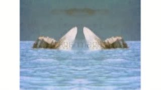 Baby Einstein - Stock Footage Whales Effects Inspired By Klasky Csupo 1997 Effects