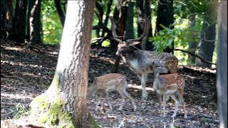 Groaning Fallow buck with his little harem/ Rochajúci daniel so svojím malým háremom /Dama dama