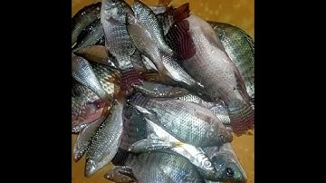 Câu rô phi HỒ TỰ NHIÊN bằng mồi trùn giật cháy lông nách các bác ạ 🎣🎣🎣