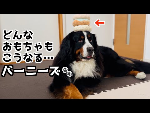 どんなおもちゃもやっぱりこうなるバーニーズ🐾ドギーボックス開封‼️