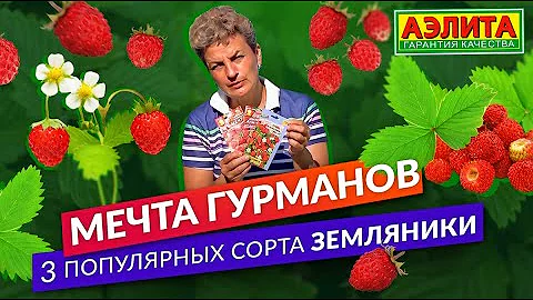 Три самых популярных сорта земляники. Собираем землянику летом