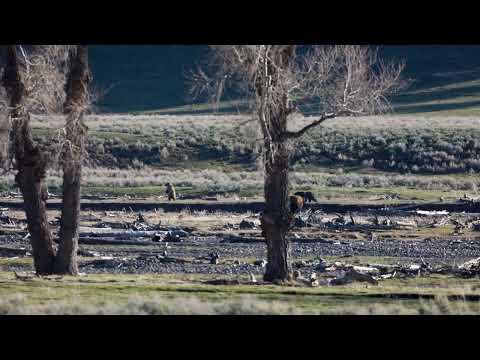 Grizzly Bluff Charges Bison