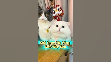 Mối Quan Hệ Căng Như Dây Đàn 🐾😼🎭 #thúcưng #vậtnuôi #chómèohàihước #funny #meohera