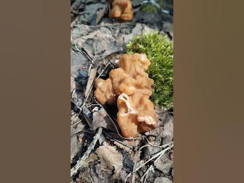 ГРИБ СТРОЧОК РЯЗАНЬ #shots #грибы #рязань - YouTube
