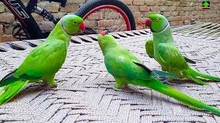 Two Cute Male Talking Parrots Having Fun With Female Parrot On Charpai