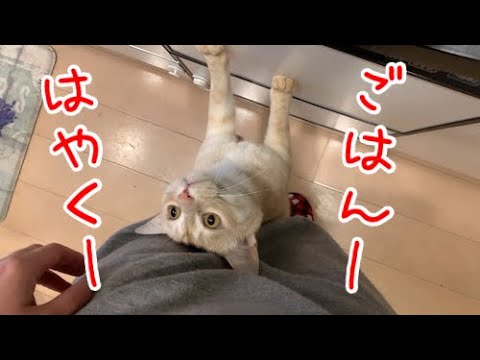 カルちゃんが3歳になったので、猫ケーキを作ってお祝いしました！