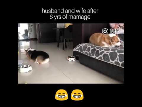 husband-and-wife-after-6-years-of-marriage-meme-||-😂😂dogs-fighting-like-husband-wife-||-funny-dogs