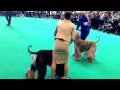 Crufts 2015 Afghan Best Of Breed
