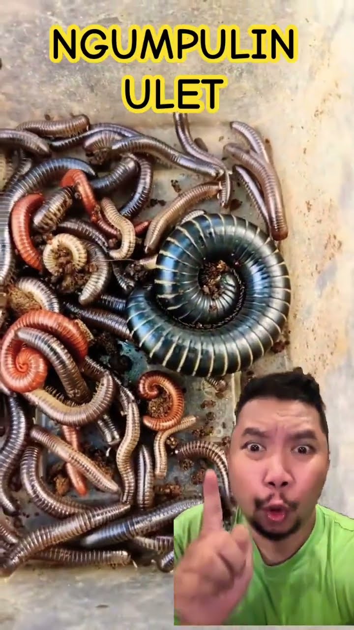 NGUMPULIN ULET DITANAH!!!? #kakiseribu #nature #worms #shortsfeed