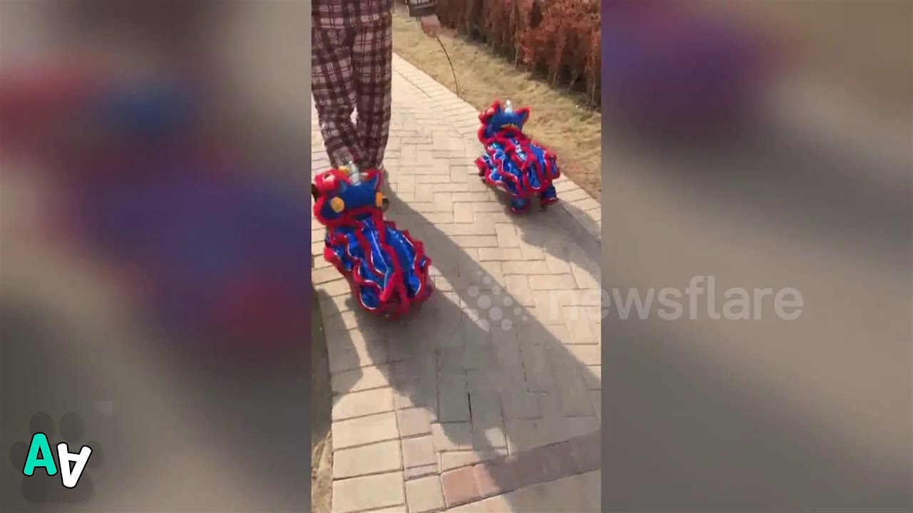 china southern airlines Man in China walks two Frenchies dressed in lion dance costumes