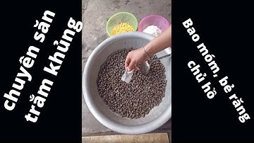 cách làm mồi câu cá trắm đen, chép hiệu quả nhất - bả, thính chuyên săn hàng, chép - LH: 0988624946