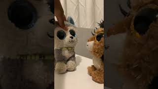 #beanieboos  #cuteanimals  #beanies