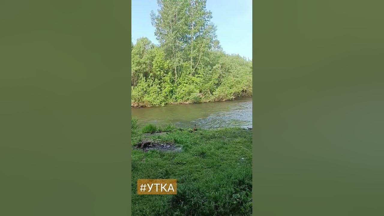 Утка и утятя #природа #река - YouTube