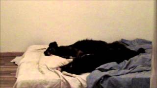 Good Night Dogs by discokatz 1,014 views 11 years ago 55 seconds