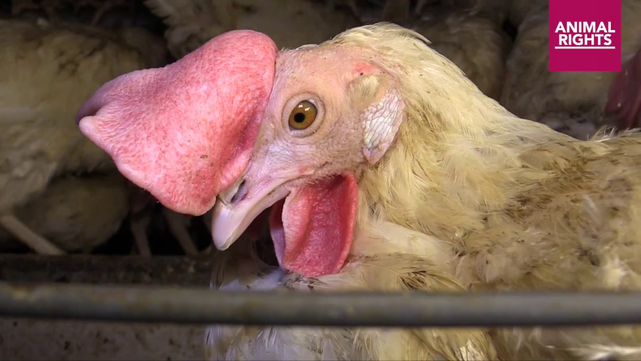 Animal Rights exposes the serious suffering of so-called “cage-free