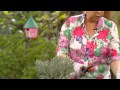 How For Care Lavender Pots In Plants To
