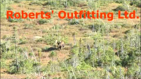 Newfoundland moose hunt